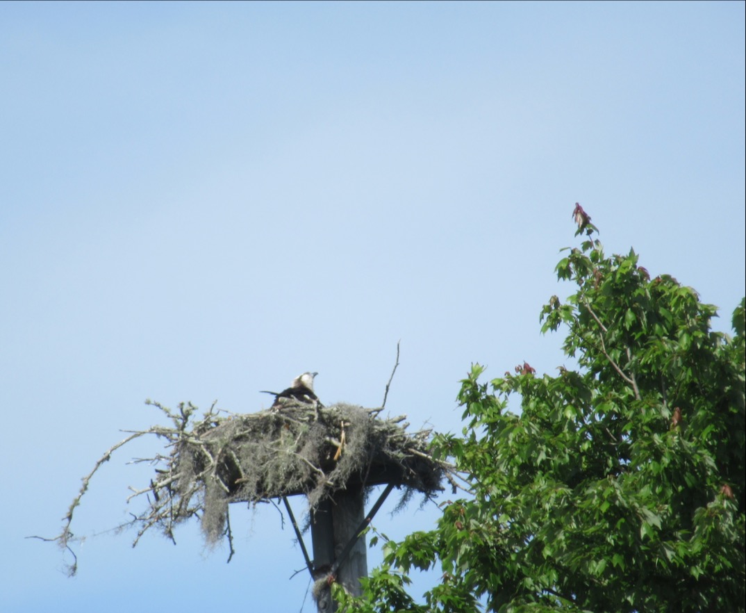Ormand Beach osprey on nest