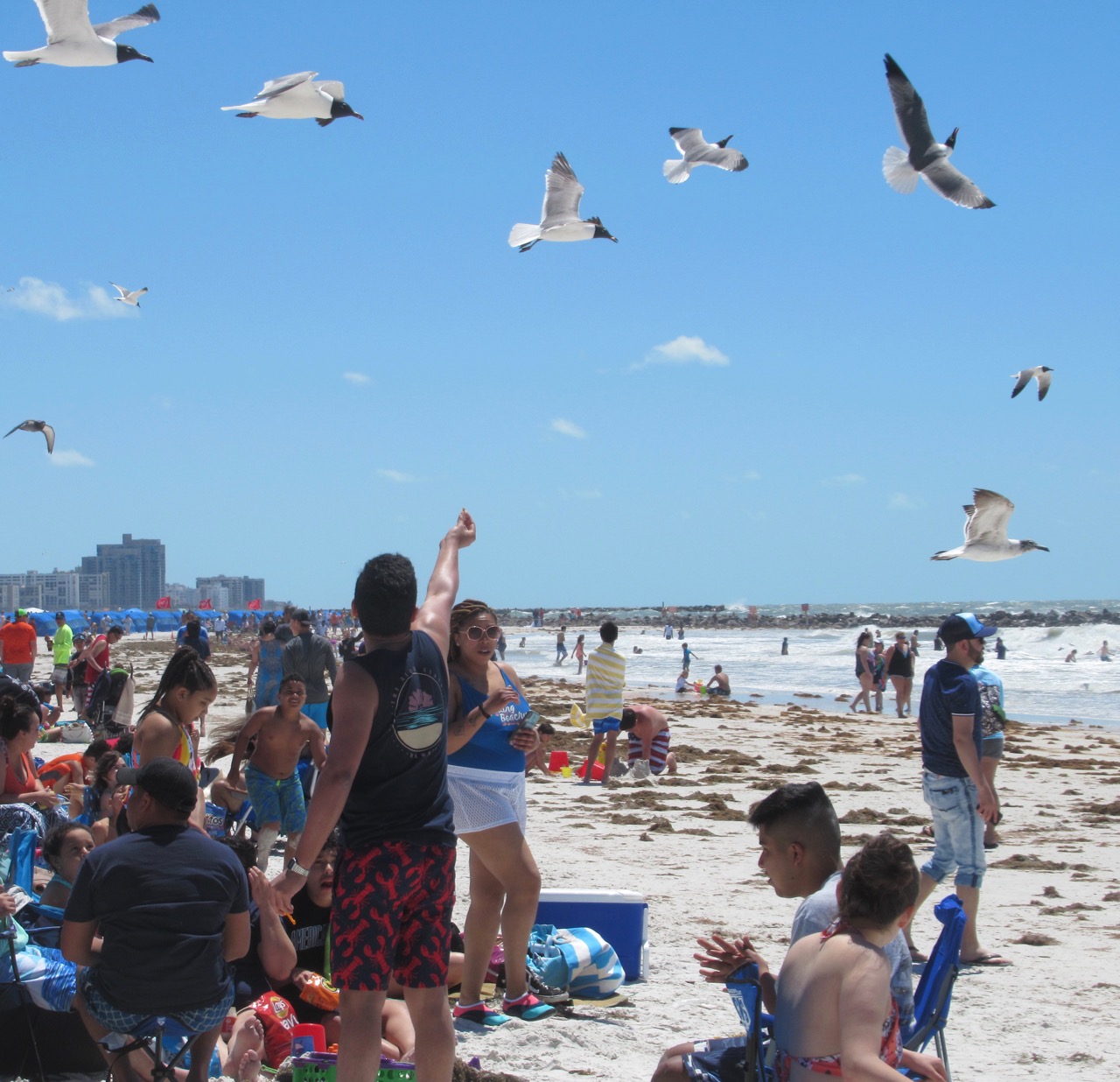 Trinity beach feeding gulls