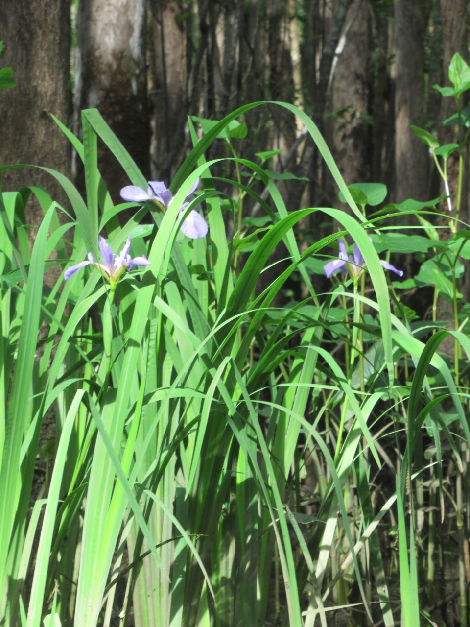 Waccamaw irises