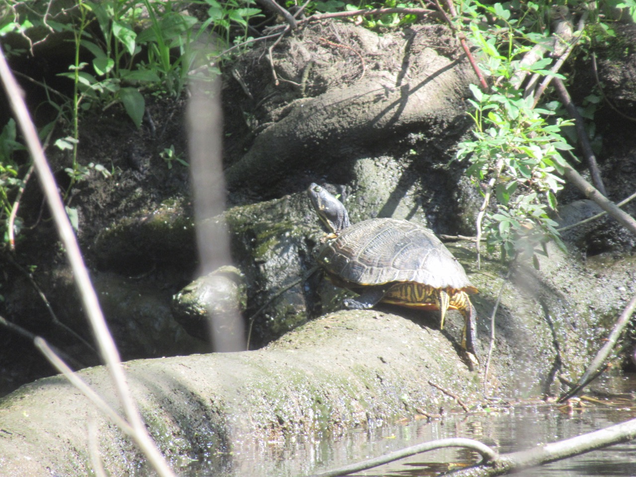 Waccamaw turtle