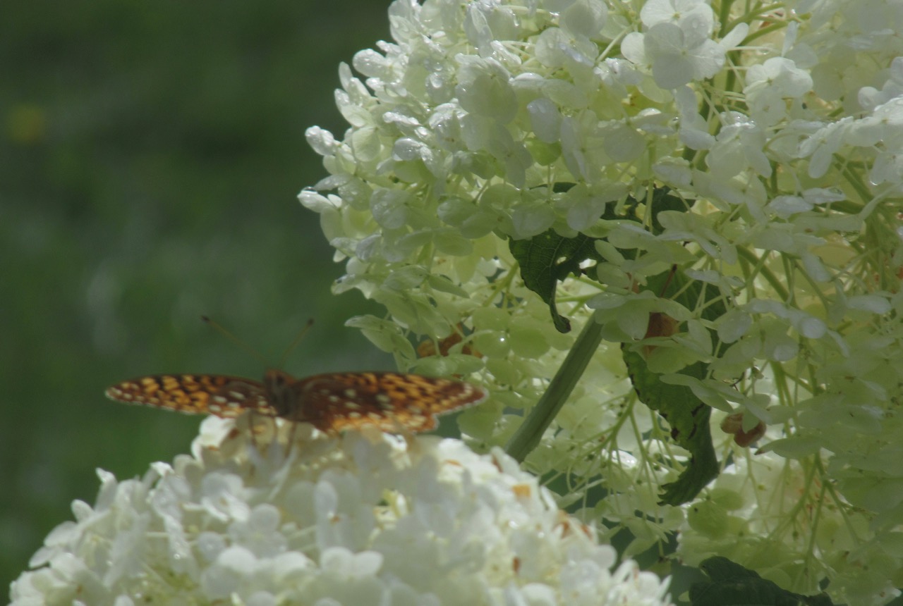Springtide butterfly on hydrangea